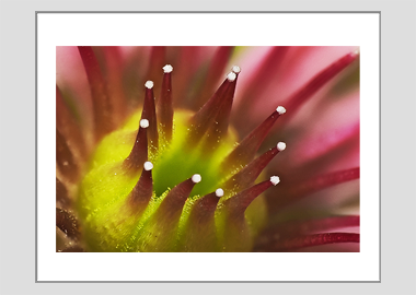 matted print - (Mountain Houseleek HBV) - 11"x14"