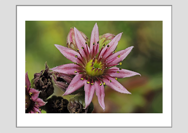 matted print - (Mountain Houseleek HV) - 11"x14"
