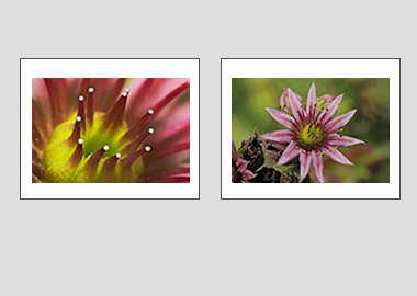 Both matted prints - Mountain Houseleek) - 11"x14" each