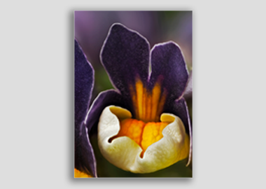 canvas print - (Nemesia ‘Passionberry’ HBV) - 12"x18"