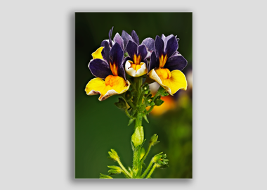 canvas print - (Nemesia ‘Passionberry’ HV) - 8"x12"