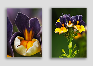 Both canvas prints - (Nemesia ‘Passionberry’) - 12"x18" each