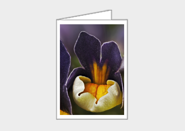 Fine art greeting card - (Nemesia ‘Passionberry’ HBV