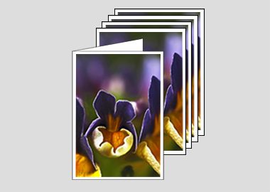 Package of 5 greeting cards - (Nemesia ‘Passionberry’ HBV) – 6.25″ x 4.5″