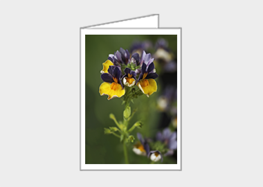 Fine art greeting card - (Nemesia ‘Passionberry’ HV) – 4.5″x6.25″