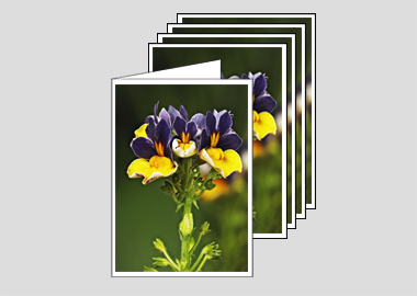Package of 5 greeting cards - (Nemesia ‘Passionberry’ HV) – 6.25″ x 4.5″