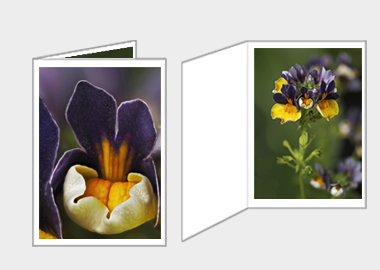 Fine art greeting card - (Nemesia ‘Passionberry’) – 4.5″x6.25″