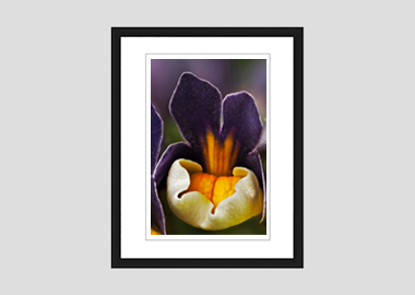 framed print - (Nemesia ‘Passionberry’ HBV) - 8"x10"