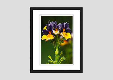 framed print - (Nemesia ‘Passionberry’ HV) - 8"x10"