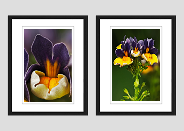 Both framed prints - (Nemesia ‘Passionberry’) - 8"x10" each