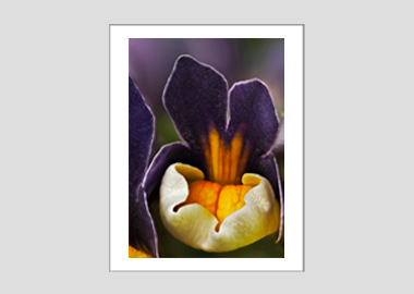 matted print - (Nemesia ‘Passionberry’ HBV) - 11"x14"