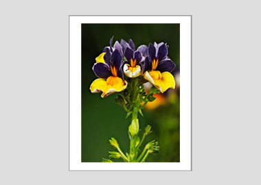 matted print - (Nemesia ‘Passionberry’ HV) - 11"x14"
