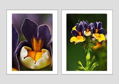 Both matted prints - (Nemesia ‘Passionberry’) - 11"x14" each