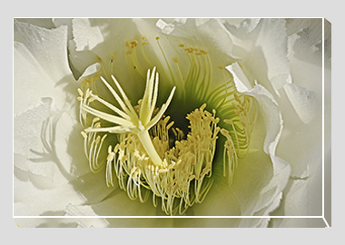 canvas print - (Night Blooming Cereus HBV) - 8"x12"