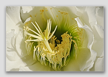 canvas print - (Night Blooming Cereus HBV) - 12"x18"