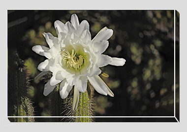 canvas print - (Night Blooming Cereus HV) - 8"x12"