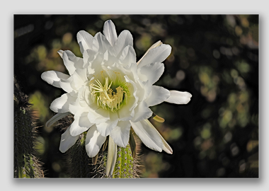 canvas print - (Night Blooming Cereus HV) - 12"x18"