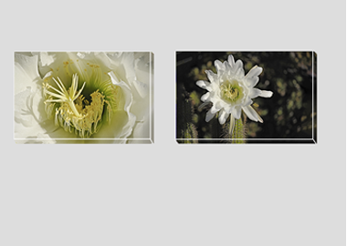 Both canvas prints - (Night Blooming Cereus) - 8"x12" each