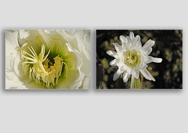 Both canvas prints - (Night Blooming Cereus) - 8"x12" each