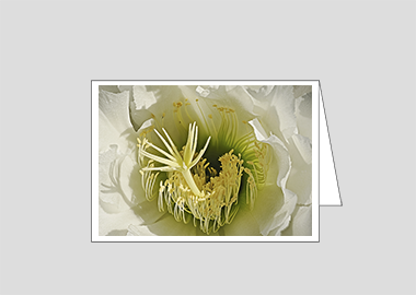 Fine art greeting card - (Night Blooming Cereus HBV) – 4.5″x6.25″