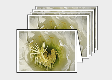 Package of 5 greeting cards - (Night Blooming Cereus HBV) – 4.5″x6.25″