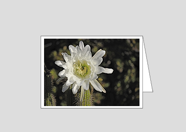 Fine art greeting card - (Night Blooming Cereus HV) – 4.5″x6.25″