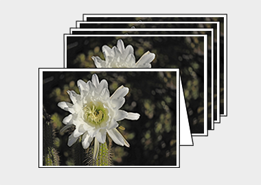 Package of 5 greeting cards - (Night Blooming Cereus HV) – 4.5″x6.25″