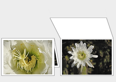 Fine art greeting card - (Night Blooming Cereus) – 4.5″x6.25″