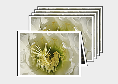 Package of 5 greeting cards - (Night Blooming Cereus) – 4.5″x6.25″