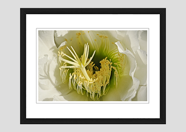 framed print - (Night Blooming Cereus HBV) - 8"x10"
