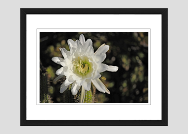 framed print - (Night Blooming Cereus HV) - 8"x10"