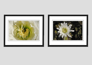 Both framed prints - (Night Blooming Cereus) - 8"x10" each