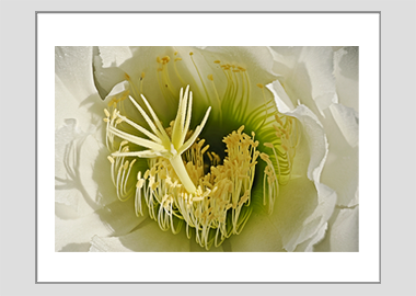 matted print - (Night Blooming Cereus HBV) - 11"x14"
