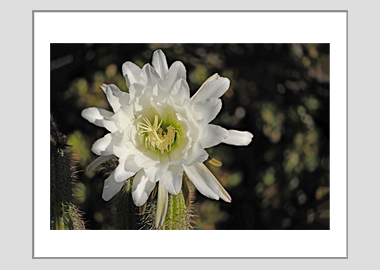 matted print - (Night Blooming Cereus HV) - 11"x14"