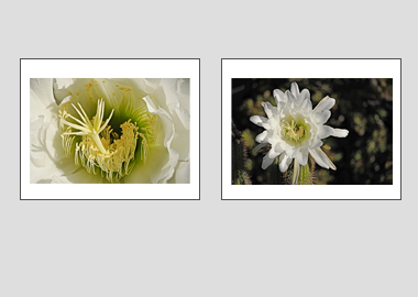 Both matted prints - (Night Blooming Cereus) - 11"x14" each