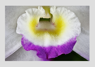 canvas print - (Noble Dendrobium HBV) - 12"x18"