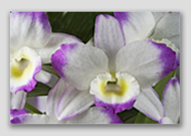 canvas print - (Noble Dendrobium HV) - 8"x12"