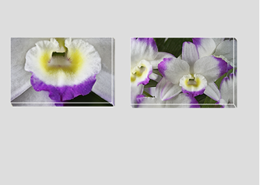 Both canvas prints - (Noble Dendrobium) - 8"x12" each