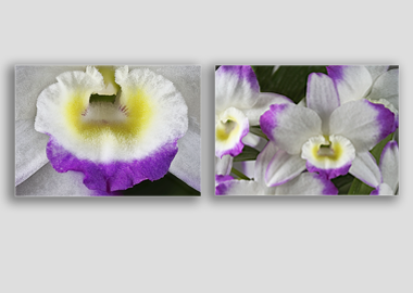 Both canvas prints - (Noble Dendrobium) - 12"x18" each