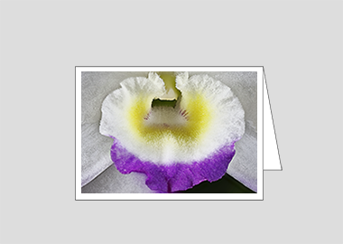 Fine art greeting card - (Noble Dendrobium HBV) – 4.5″x6.25″