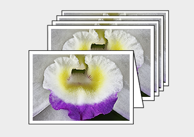Package of 5 greeting cards - (Noble Dendrobium HBV) – 4.5″x6.25″