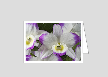 Fine art greeting card - (Noble Dendrobium HV) – 4.5″x6.25″