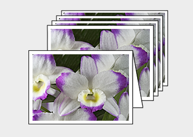 Package of 5 greeting cards - (Noble Dendrobium HV) – 4.5″x6.25″