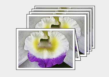 Package of 5 greeting cards - (Noble Dendrobium) – 4.5″x6.25″