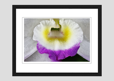 framed print - (Noble Dendrobium HBV) - 8"x10"