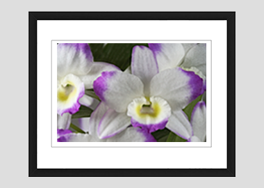 framed print - (Noble Dendrobium HV) - 8"x10"