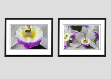 Both framed prints - (Noble Dendrobium) - 8"x10" each