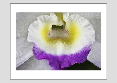 matted print - (Noble Dendrobium HBV) - 11"x14"