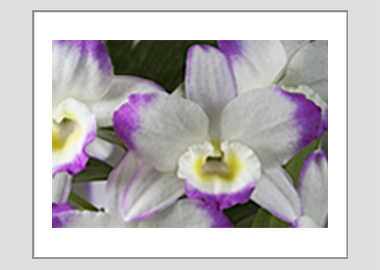 matted print - (Noble Dendrobium HV) - 11"x14"