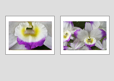 Both matted prints - (Noble Dendrobium) - 11"x14" each